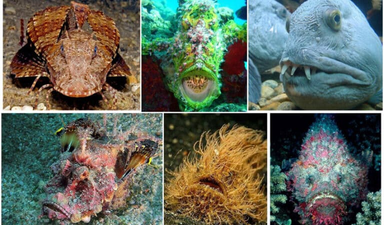 Подводни чудовища, чието име ясно отразява тяхната същност