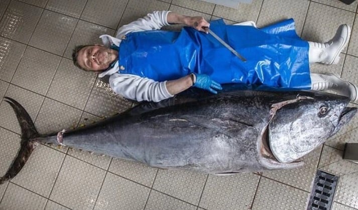 Шотландски суши ресторант купи рекордно голяма риба тон