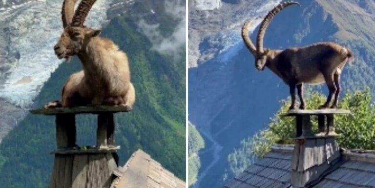 Ирландец се бори с нашествие от планински кози на покрива си от години